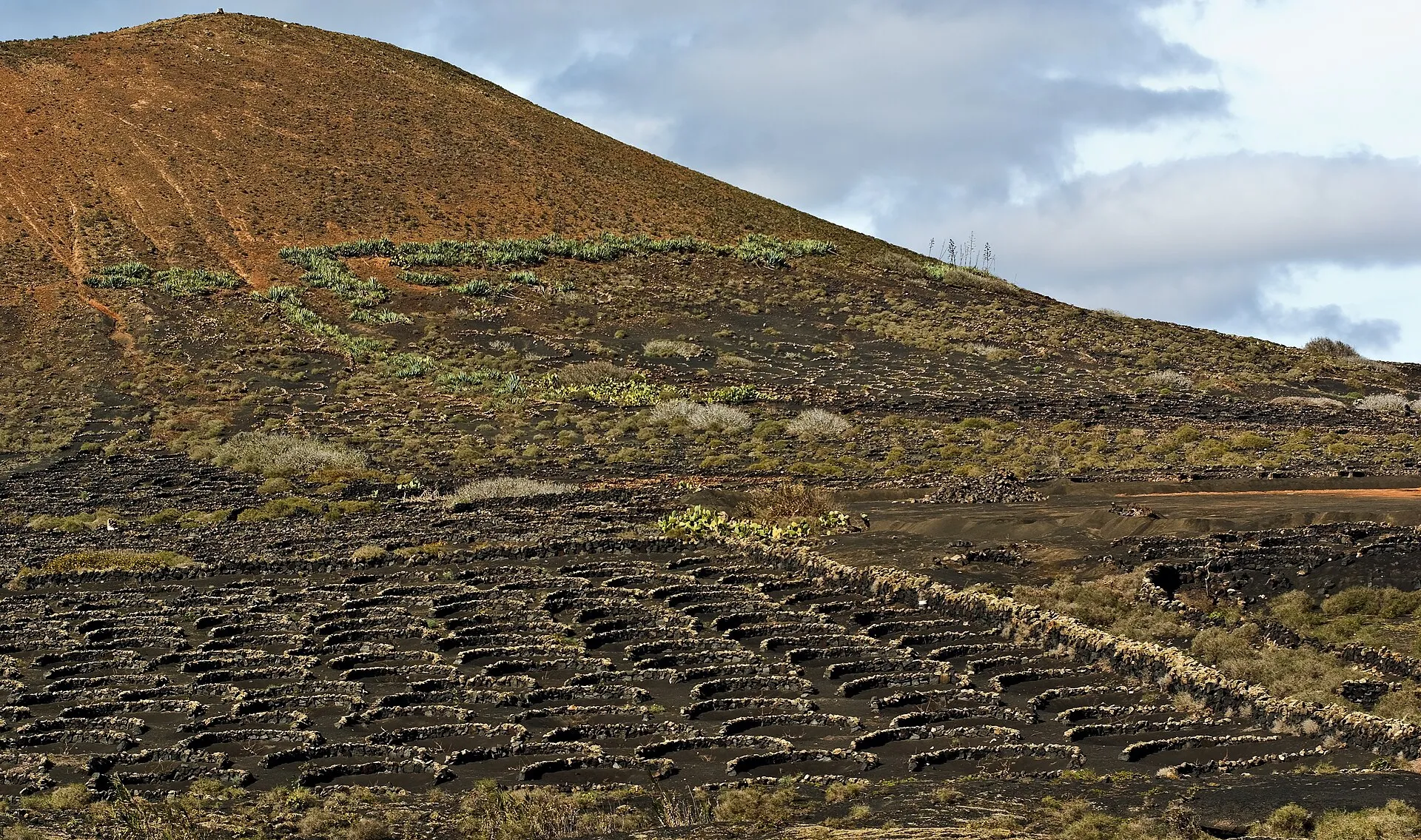 Vines in La Geria, each in a hollow of black volcanic ash behind a low stone wall, below a red volcano