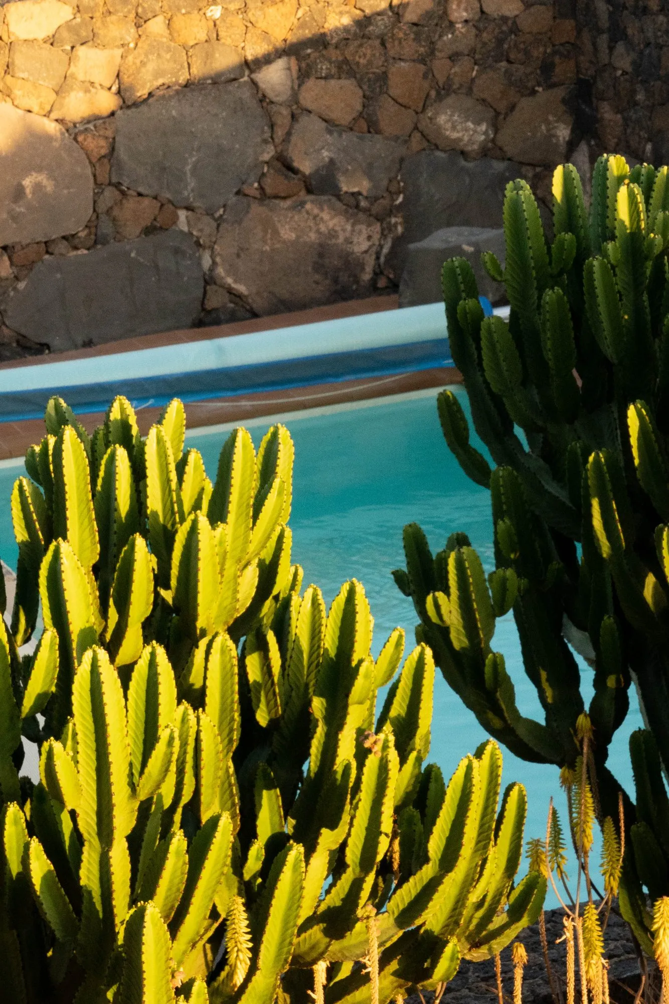 Cacti over the stone wall of the pool